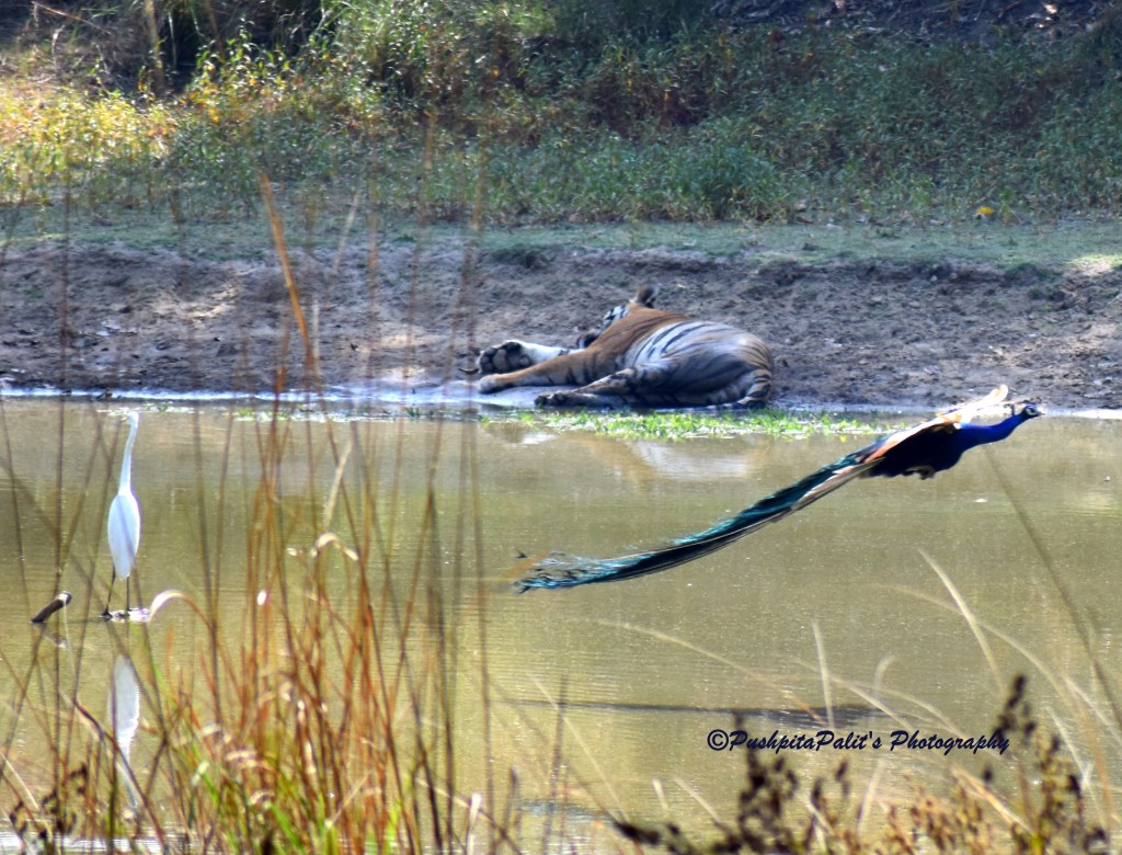 An Enchanting Wilderness in the Heart of Central India
